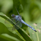 Orthetrum brunneum